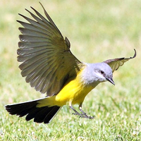 Quick Reference Nature Guides